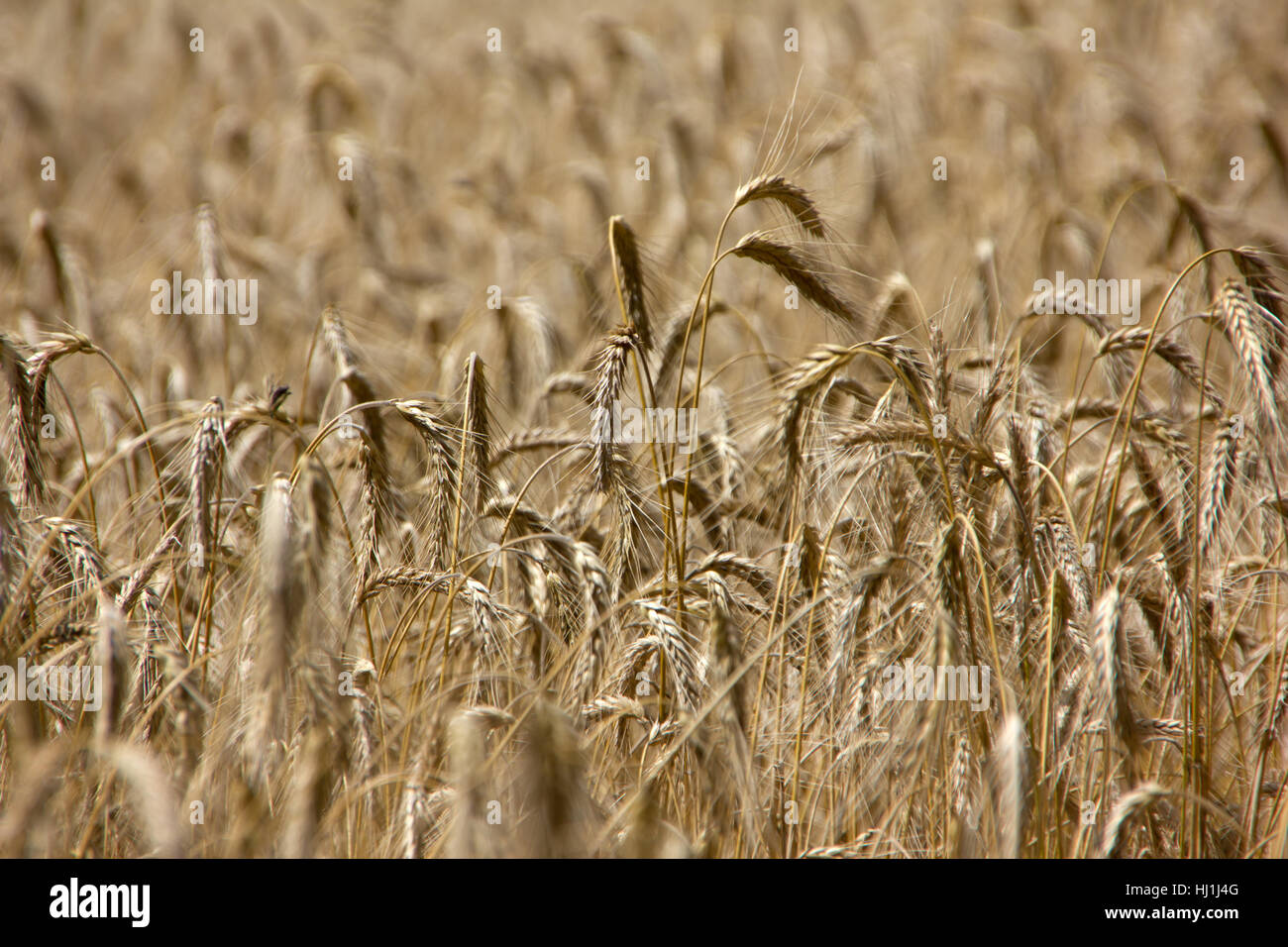 health, agriculture, farming, field, grain, harvest, rye, crops, cereal, Stock Photo