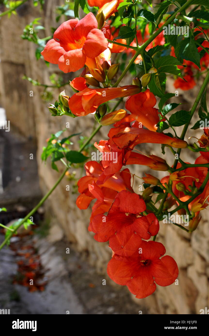 Red hanging flowers hires stock photography and images Alamy