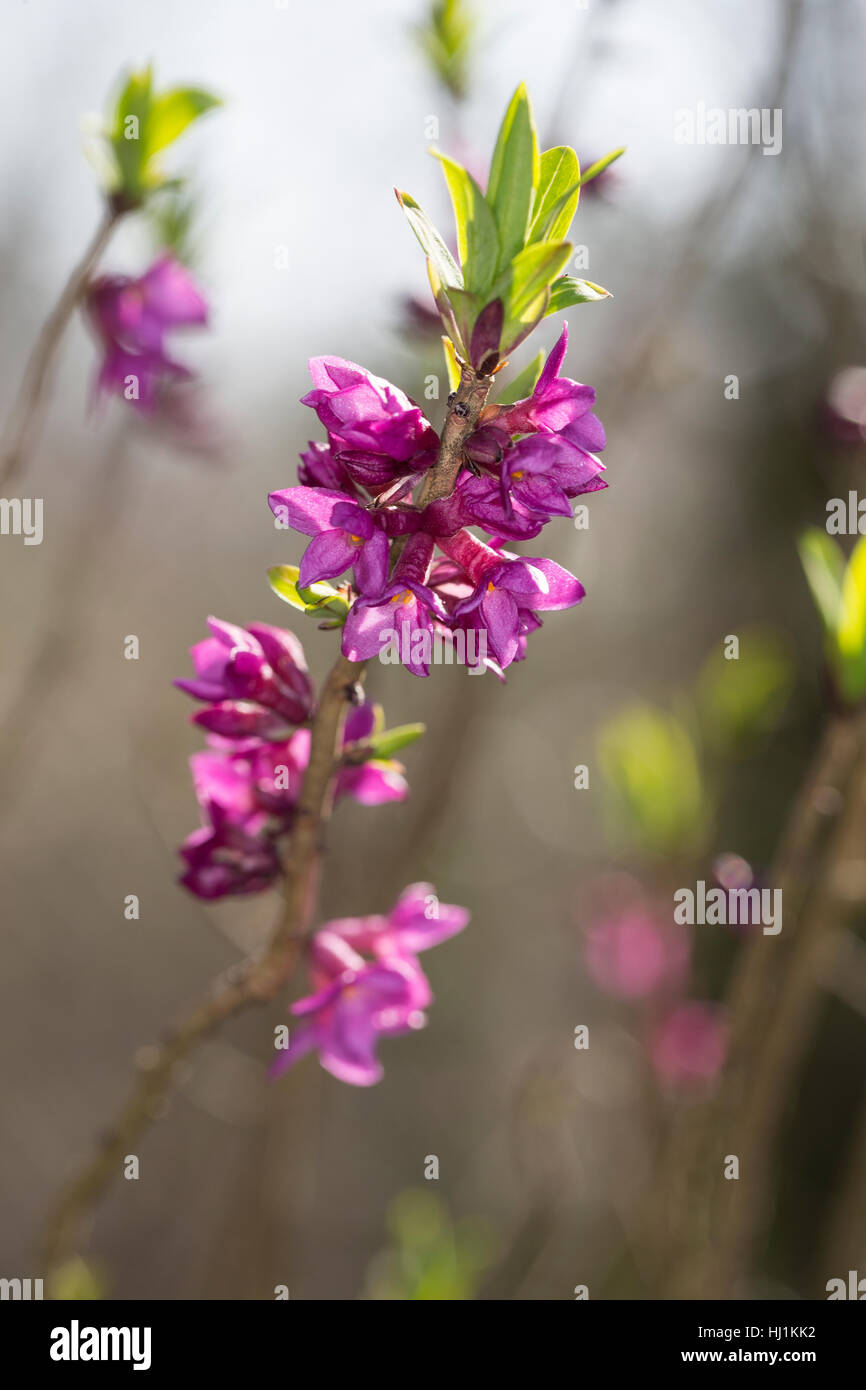 Gewöhnlicher Seidelbast, Kellerhals, Seidel-Bast, Daphne mezereum, February Daphne, Mezereon, Bois gentil, Bois joli Stock Photo