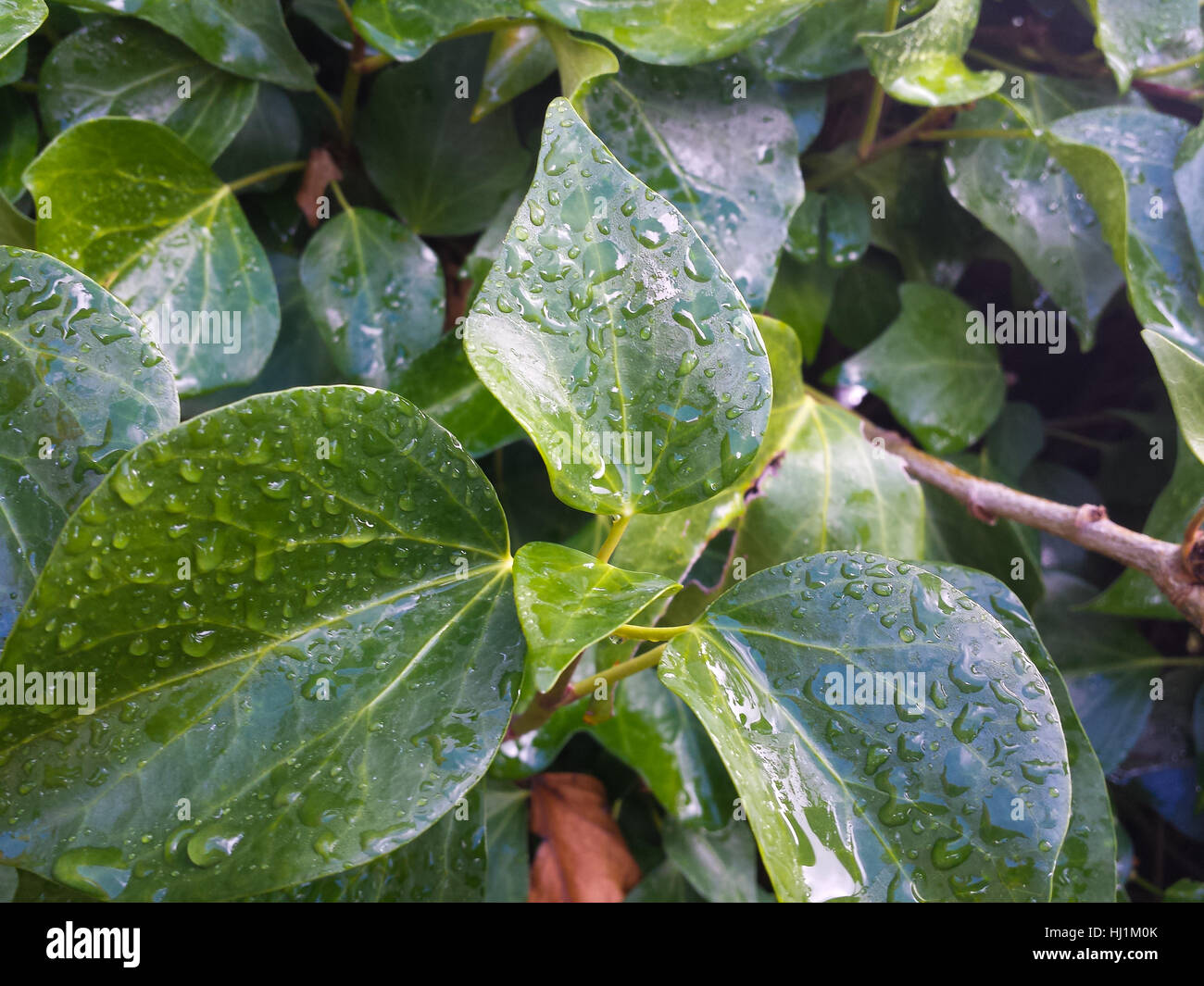 Green ivy leaves with water drops after rain Stock Photo
