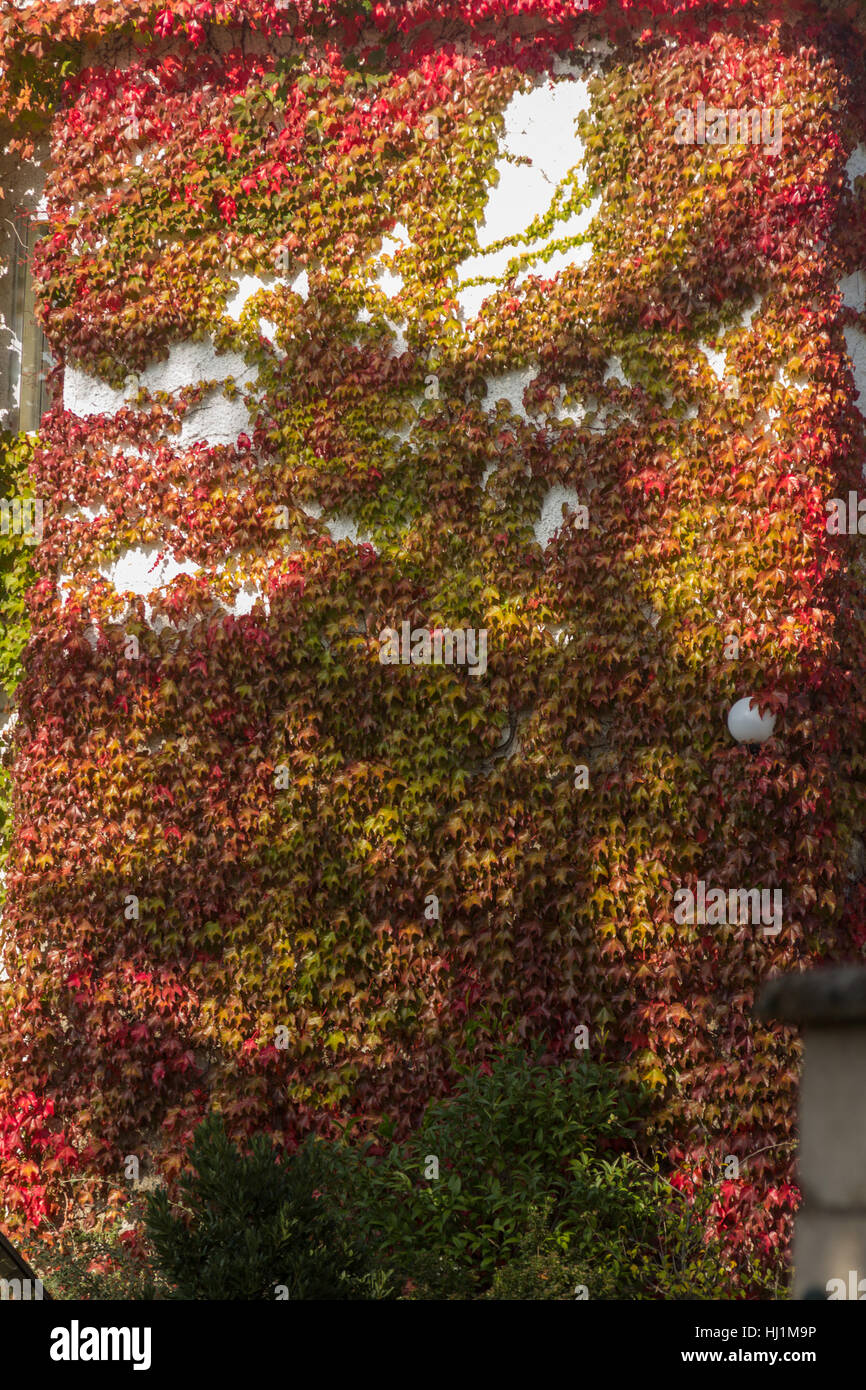 creeper with red leaves in autumn Stock Photo