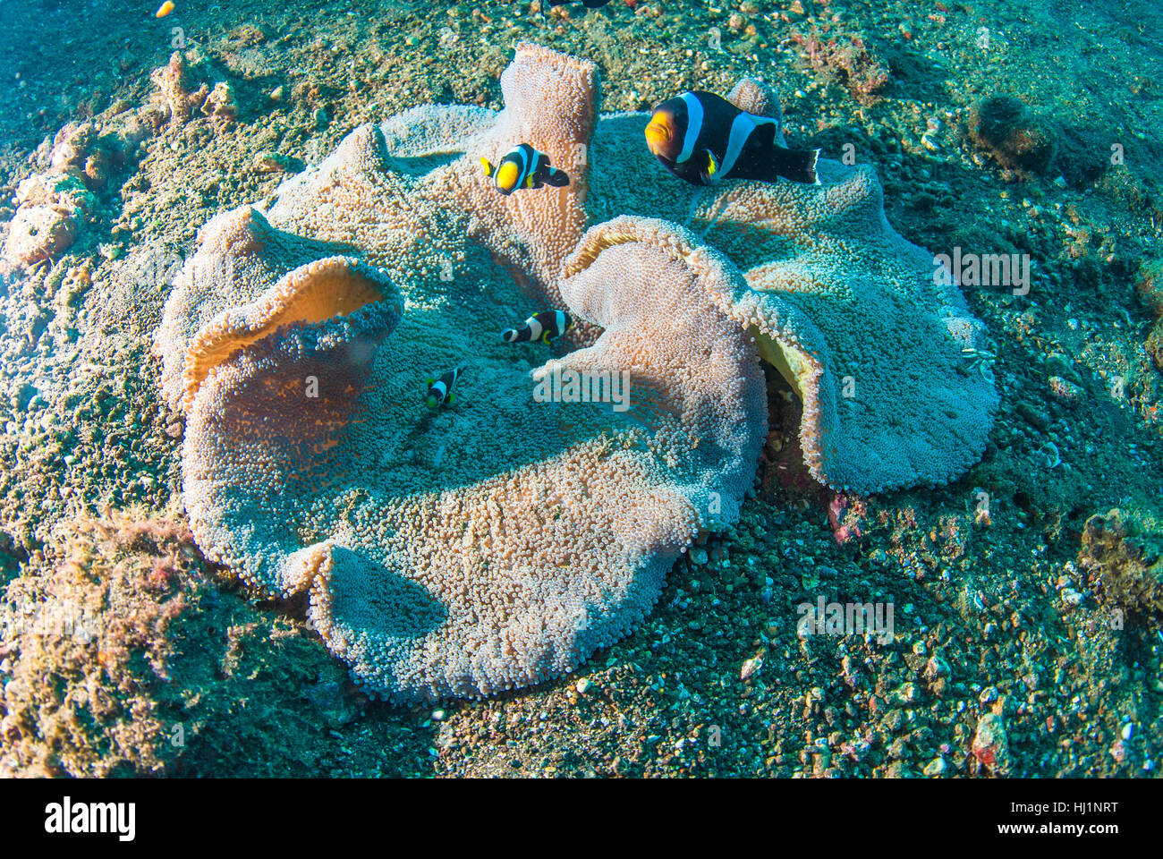 blue, lifestyle, green, asia, wild, bali, indonesia, aquarium, depth,  depths Stock Photo - Alamy
