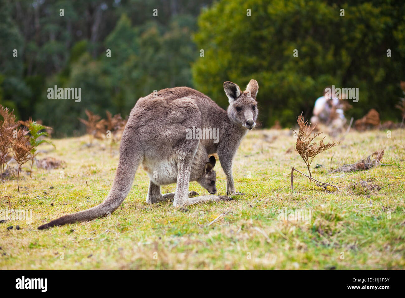 Baby kangaroo climbing into pouch hires stock photography and images