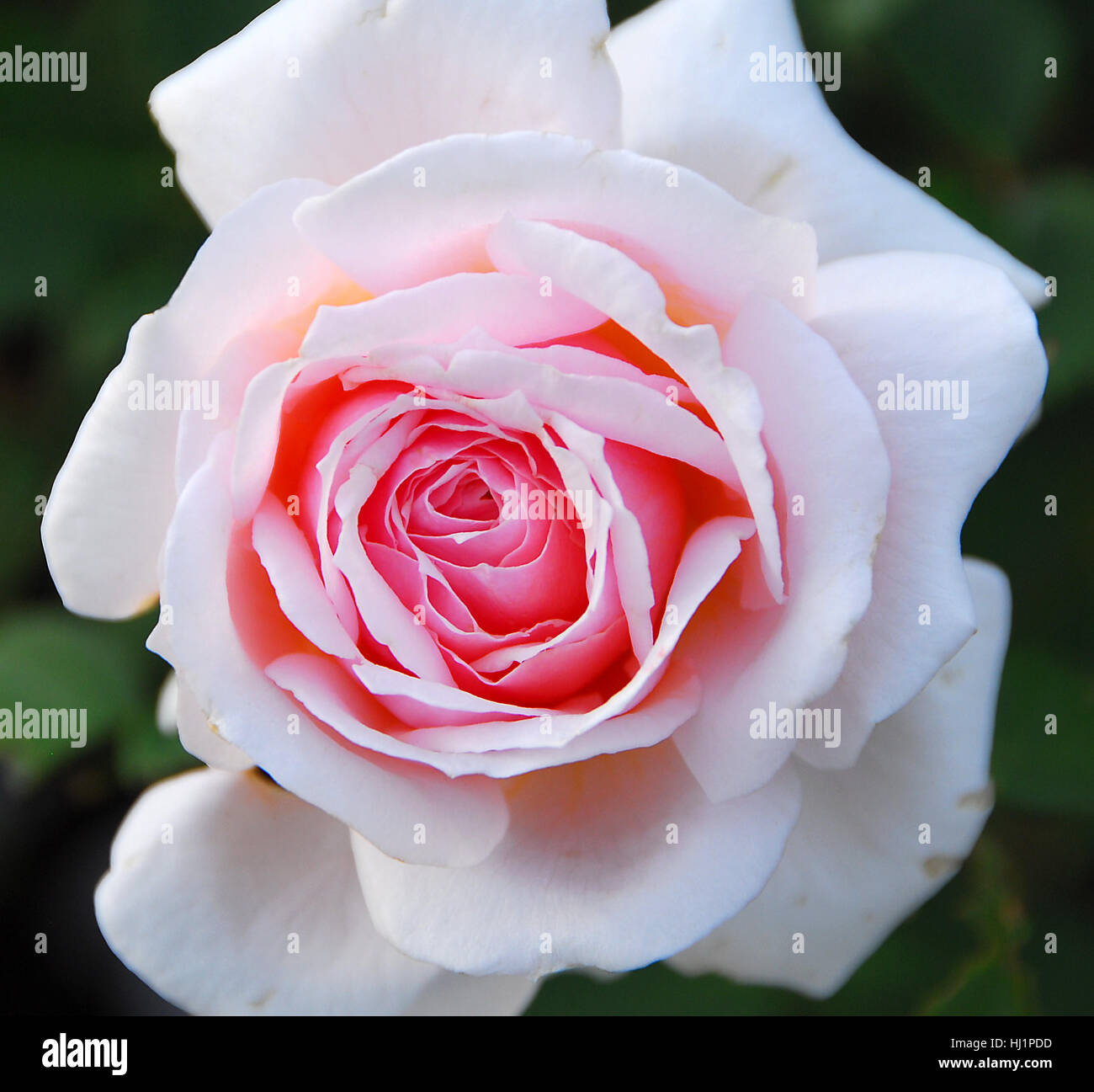 isolated closeup of a Pink White Rose Flower Stock Photo - Alamy