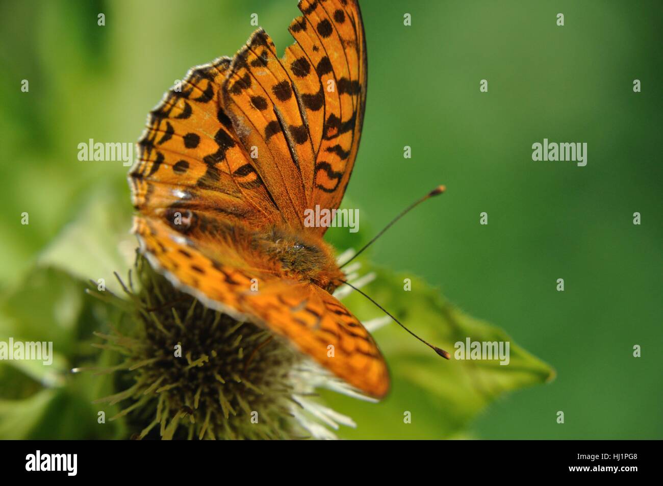 Orange and black moth hi-res stock photography and images - Alamy
