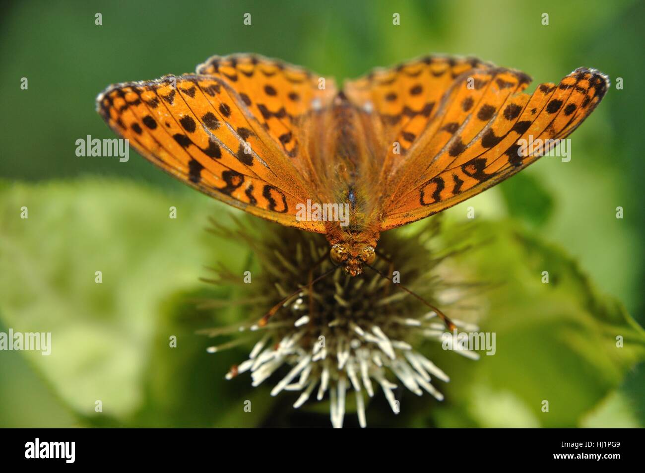 Orange and black moth hi-res stock photography and images - Alamy