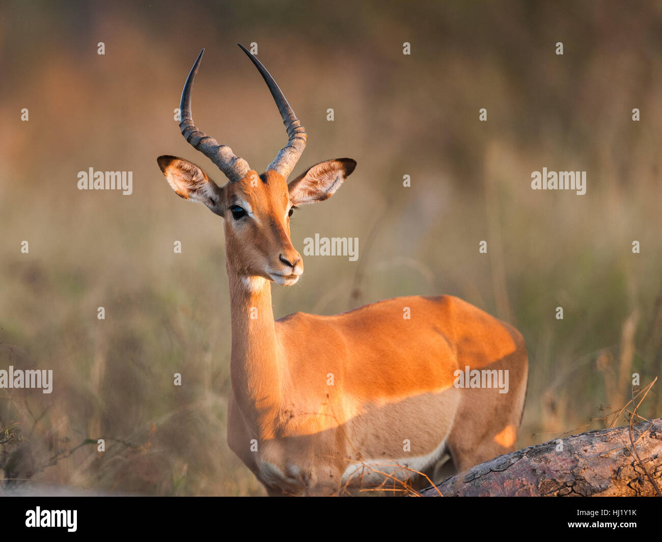 single, park, animal, wild, africa, male, masculine, face, horn, watchful, Stock Photo