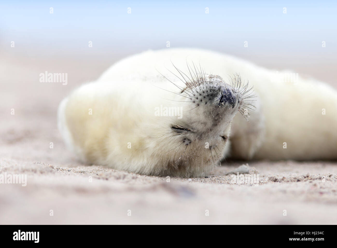 gray seals baby sleeping on the beach Stock Photo - Alamy