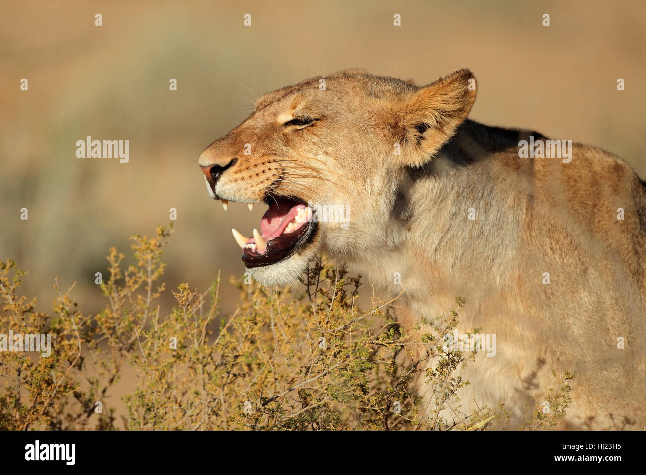 teeth, lion, cat, big cat, feline predator, African, defend, lioness