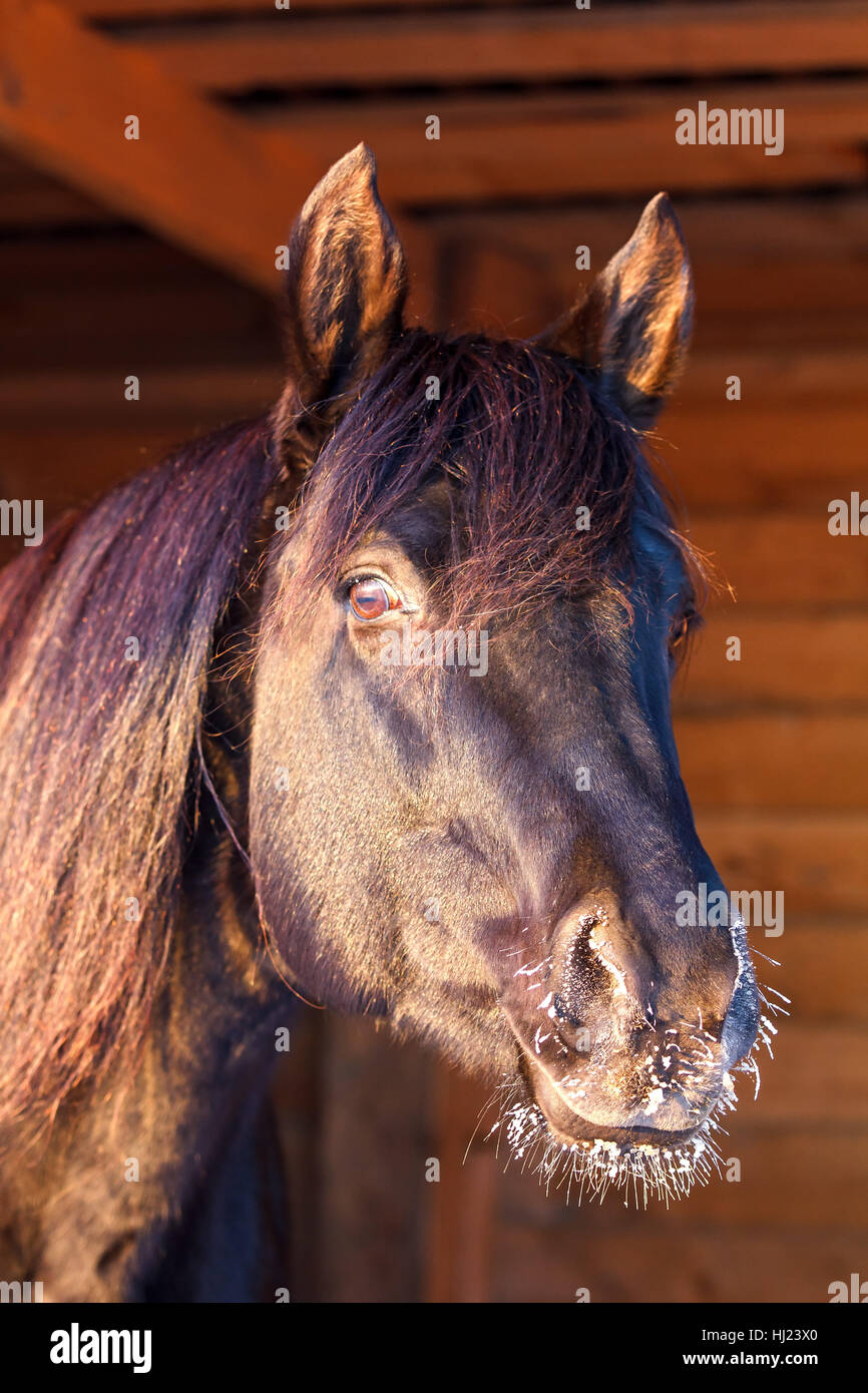 horse,animal,wood,portrait,frost,stallion,nature,head,trakehner Stock Photo