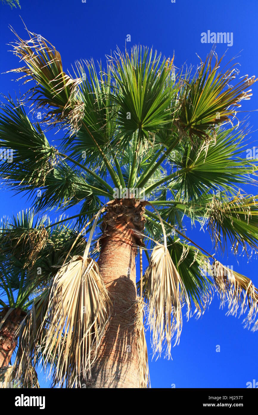 tree, leaves, palm tree, divide, sharing, divided, fanlike, palmate, worms eye Stock Photo Alamy