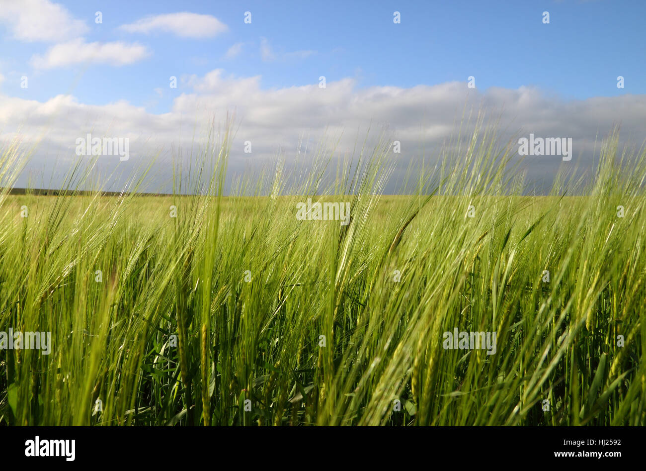 green, agriculture, farming, field, grain, East Frisia, corn field, ears, Stock Photo
