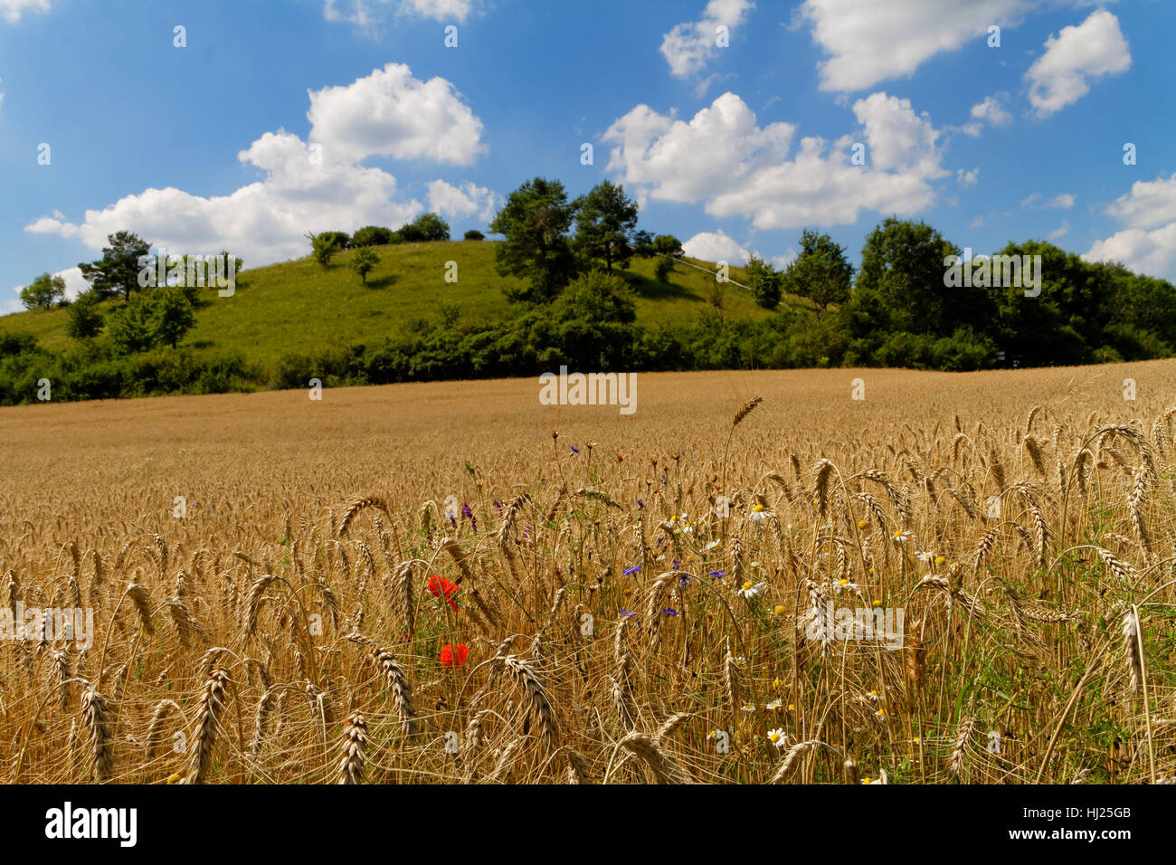 field, brandenburg, scenery, countryside, nature, forest, field, summer, Stock Photo