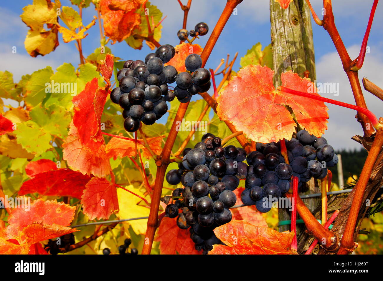 vine, grape vine, grape-vine, grape, fall, autumn, vineyards, grapes, Stock Photo