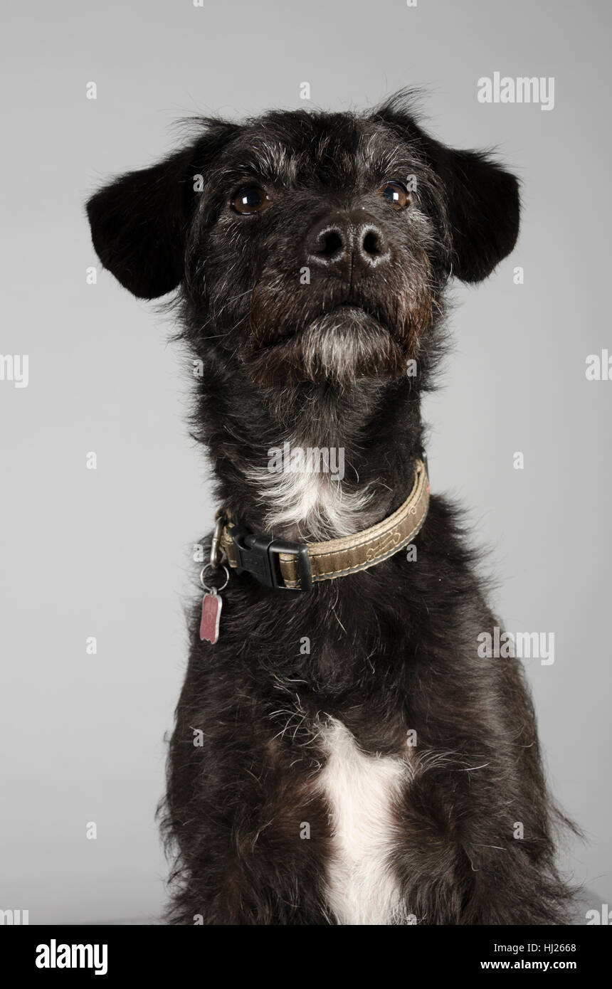 Page 3 - Patterdale Terrier High Resolution Stock Photography and Images -  Alamy