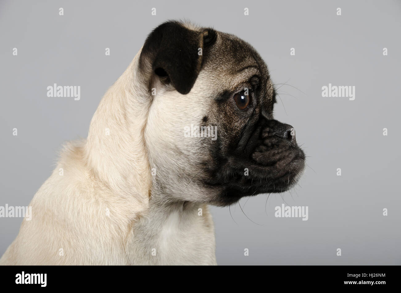 Jug Puppy (pug and a jack russell terrier hybrid), female, 6 months old, UK. Stock Photo