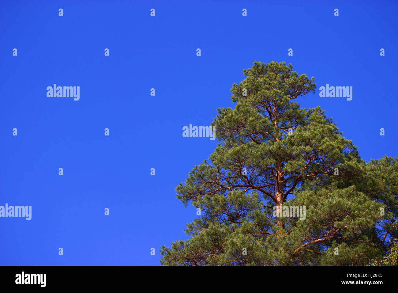 pine tree close up against bright blue sky Stock Photo - Alamy
