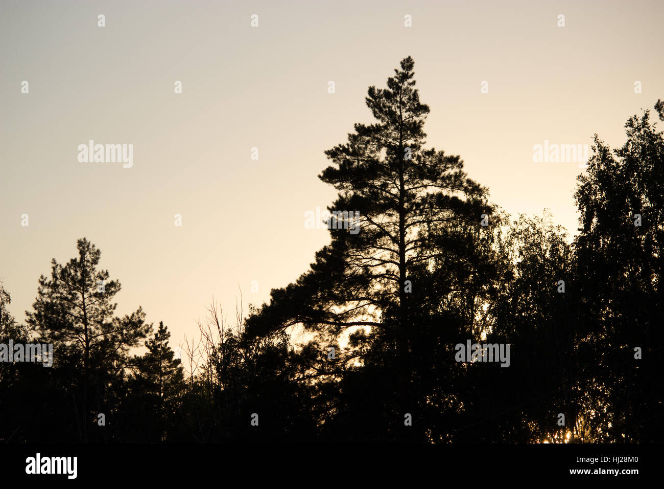 pine tree silhouette against the light sky Stock Photo - Alamy
