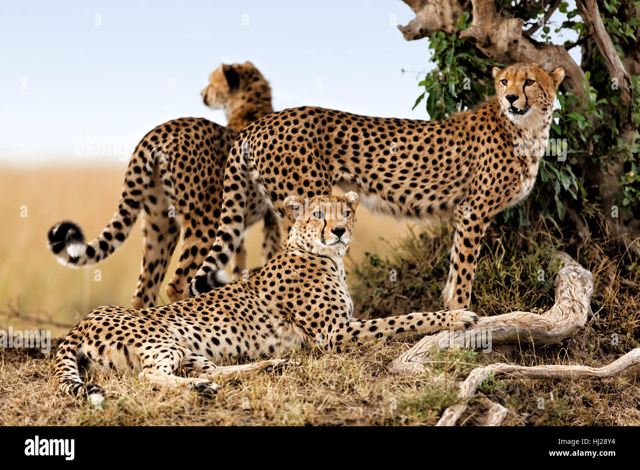 kenya, three, blue, africa, savannah, big cat, feline predator, bush, safari, Stock Photo