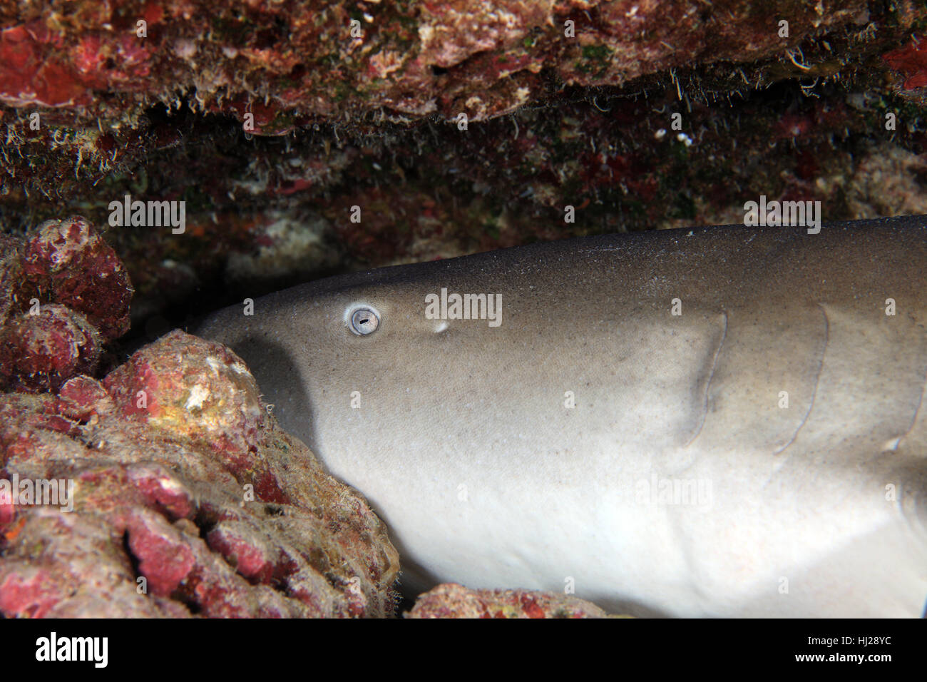 animal, fish, underwater, sea animal, shark, nature, beautiful, beauteously, Stock Photo