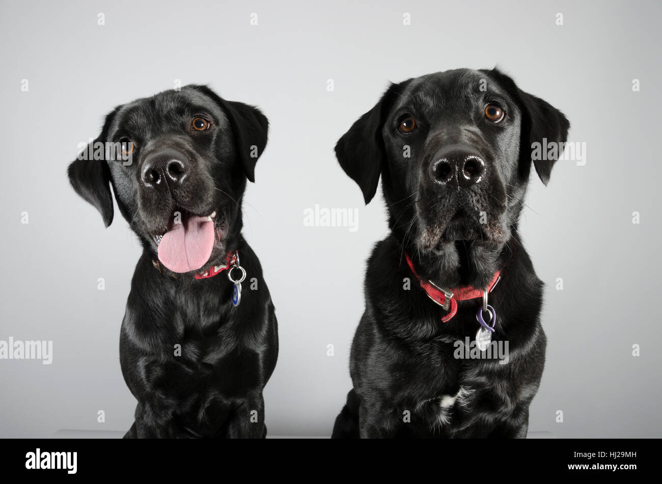 Two black labs hi-res stock photography and images - Alamy