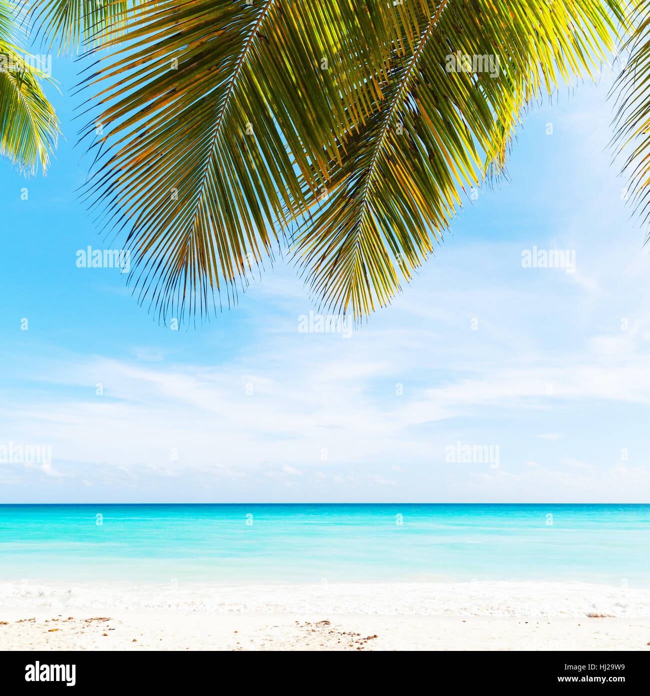 Tropical beach photo background, white sand, azure water and palm tree branches over blue sky. Coast of Caribbean Sea, Dominican republic, Saona Stock Photo