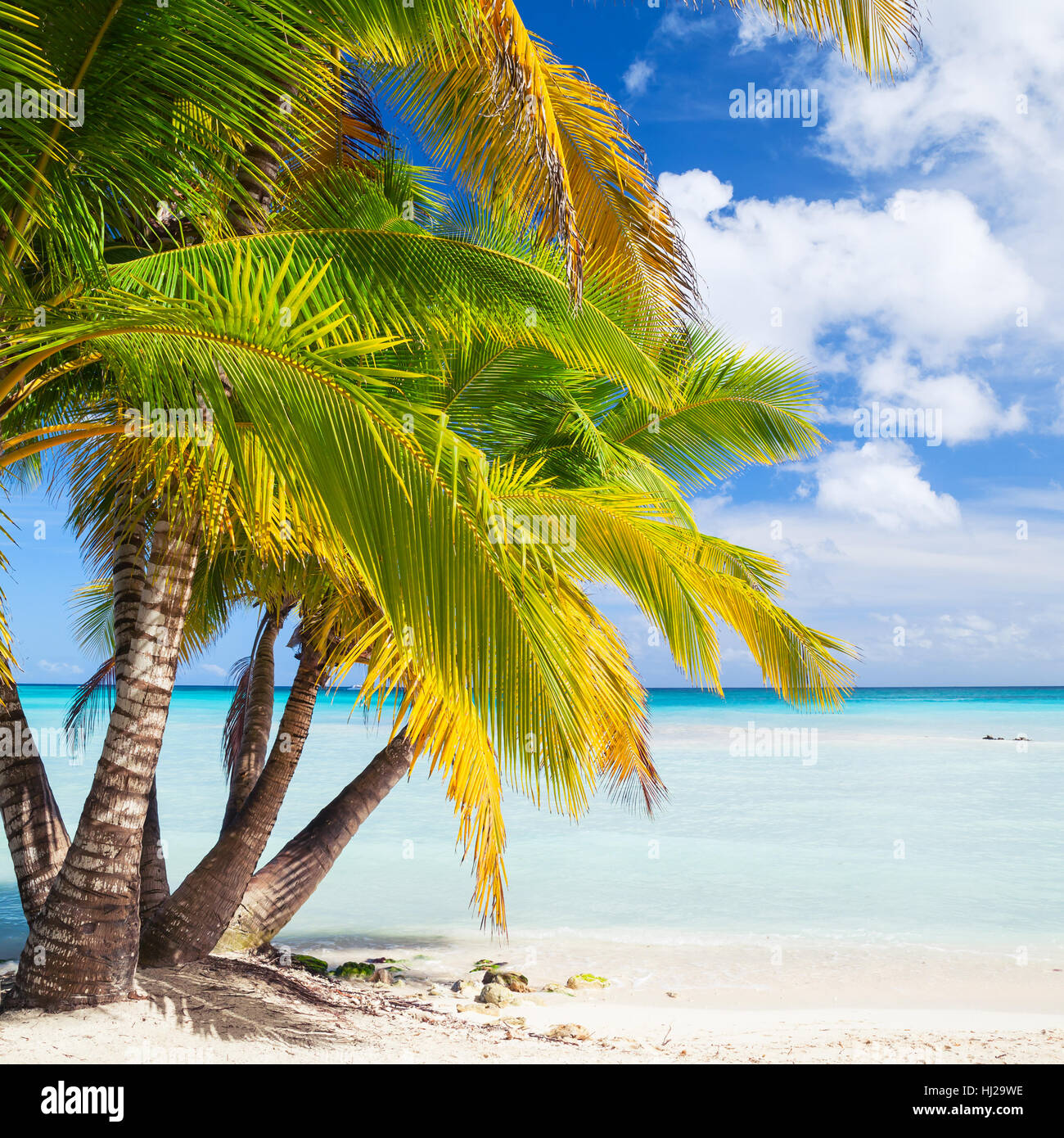 Coconut palms grow on white sandy beach. Caribbean Sea coast, Dominican republic, Saona island. Natural square background photo Stock Photo