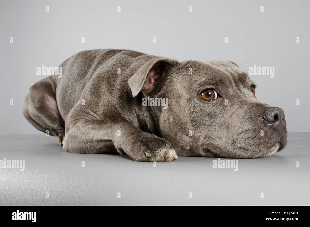 Staffordshire Bull Terrier (female), 2 years old, blue, UK Stock Photo -  Alamy