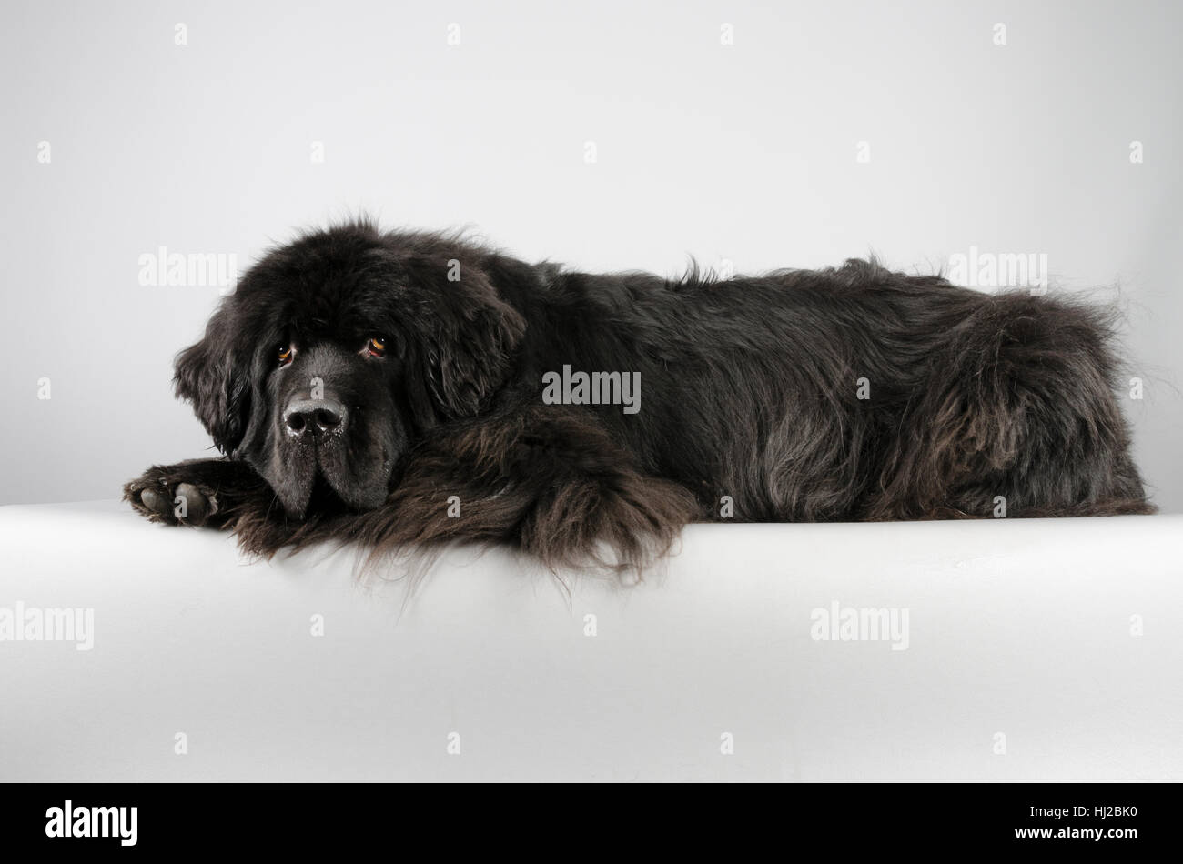 Newfoundland Dog, black, male, 7 years old (65kg!), UK. Stock Photo