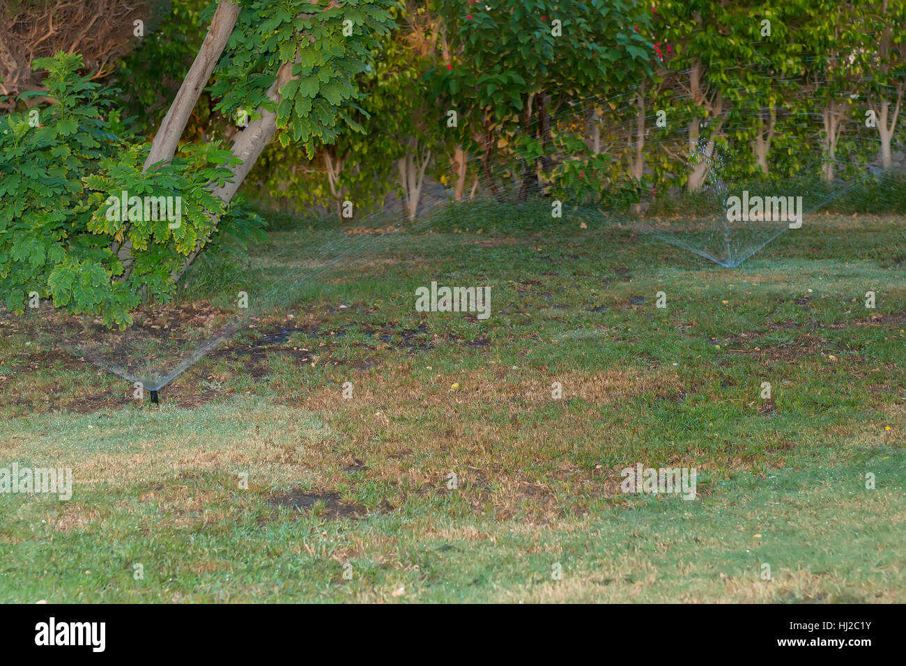 Garden automatic Irrigation system spray watering lawn on a summer day ...