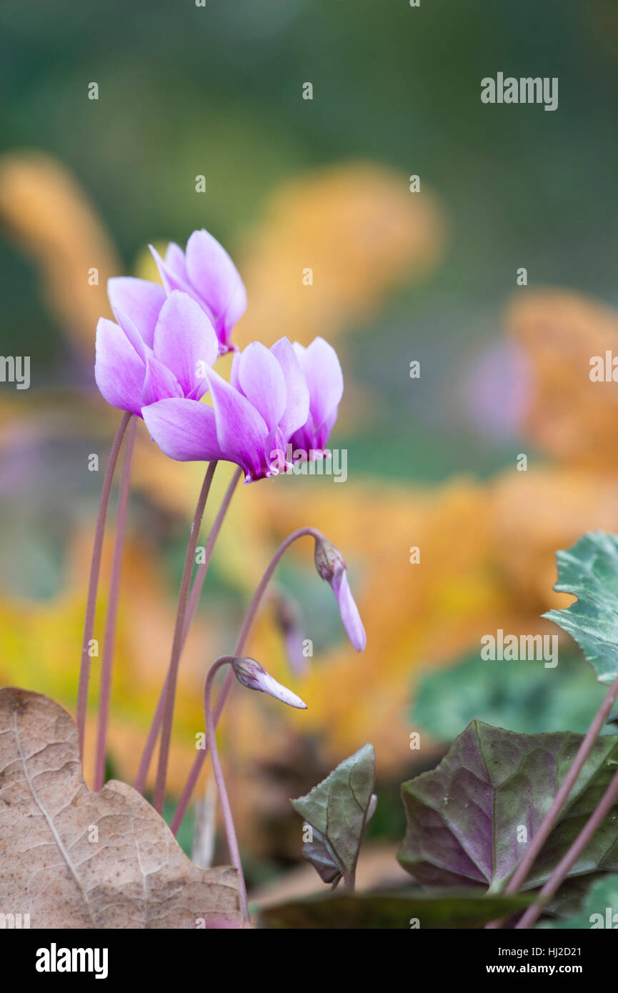 Cyclamen hederifolium flowering in autumn. Ivyleaved cyclamen Stock