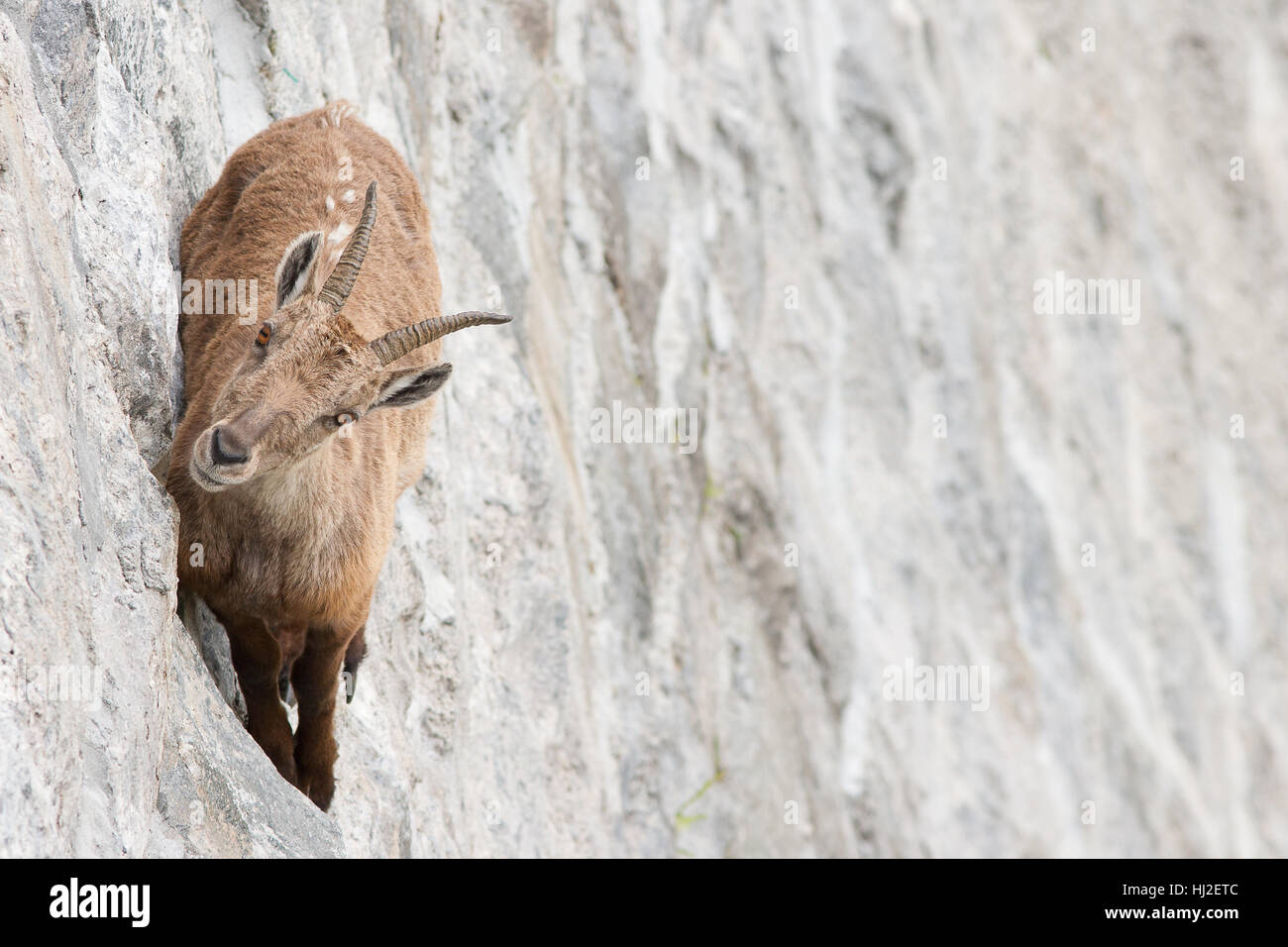 Alpine ibex on dam (Capra ibex), a female is walking on the vertical wall  Stock Photo - Alamy