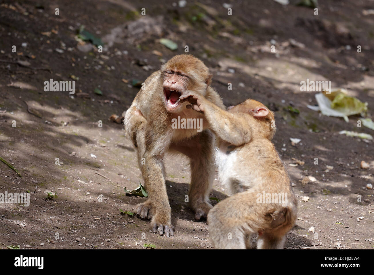 monkey, argue, anger, resentment, annoy, slap, beat, hit, quarreling ...