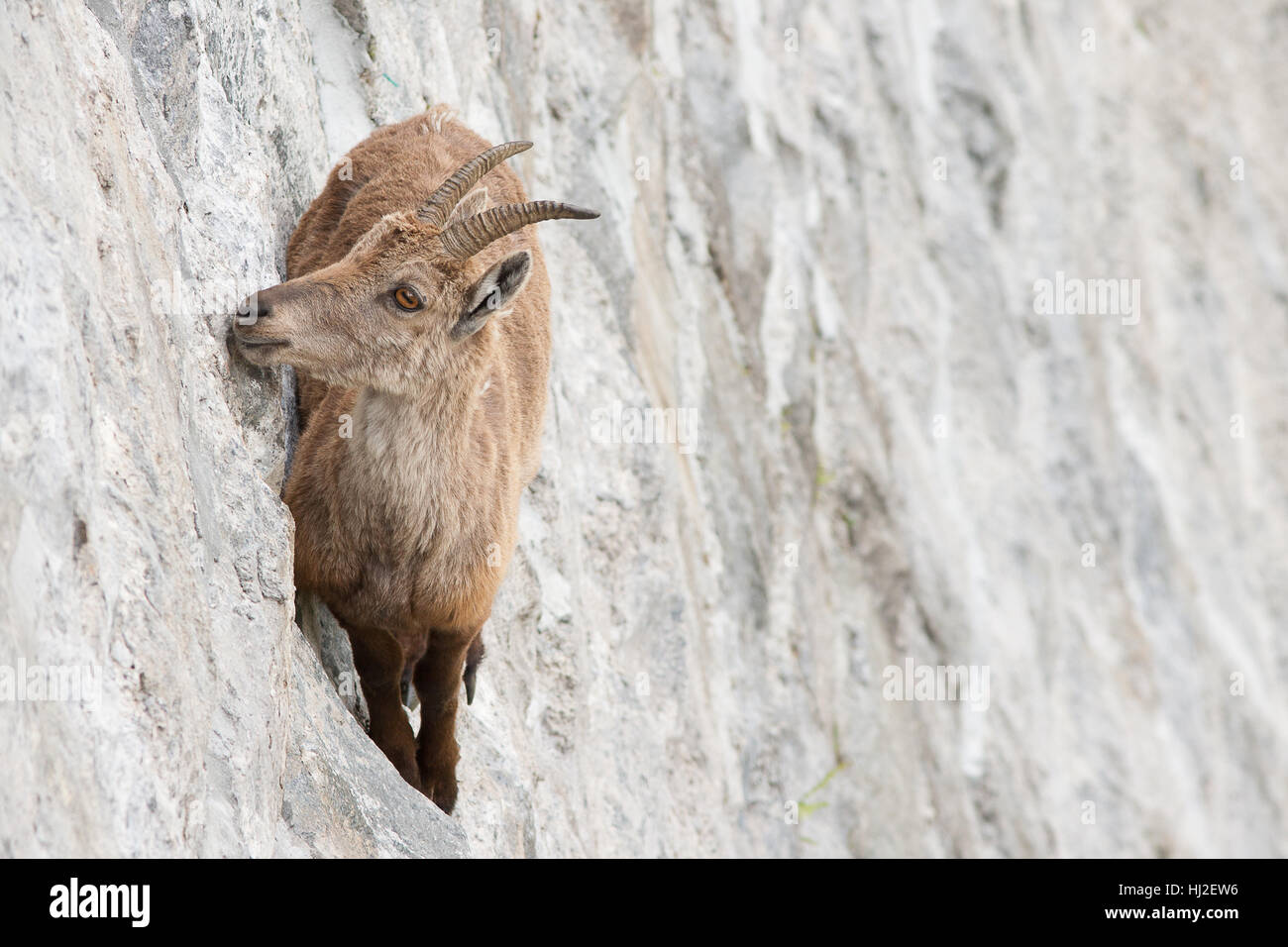 Alpine ibex on dam (Capra ibex), female is licking mineral salt from the wall. Stock Photo