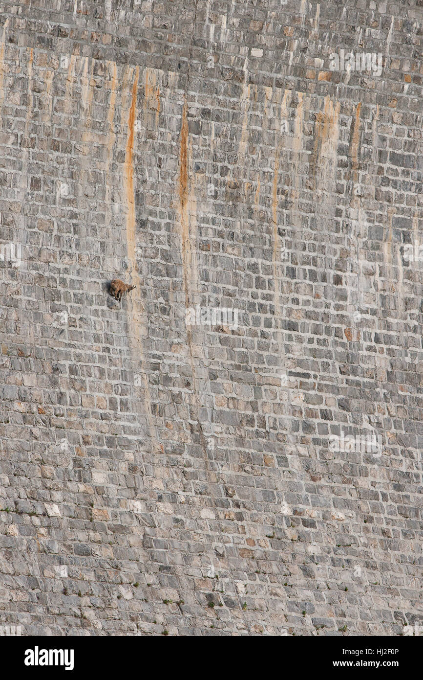 Alpine ibex on dam (Capra ibex), Stock Photo