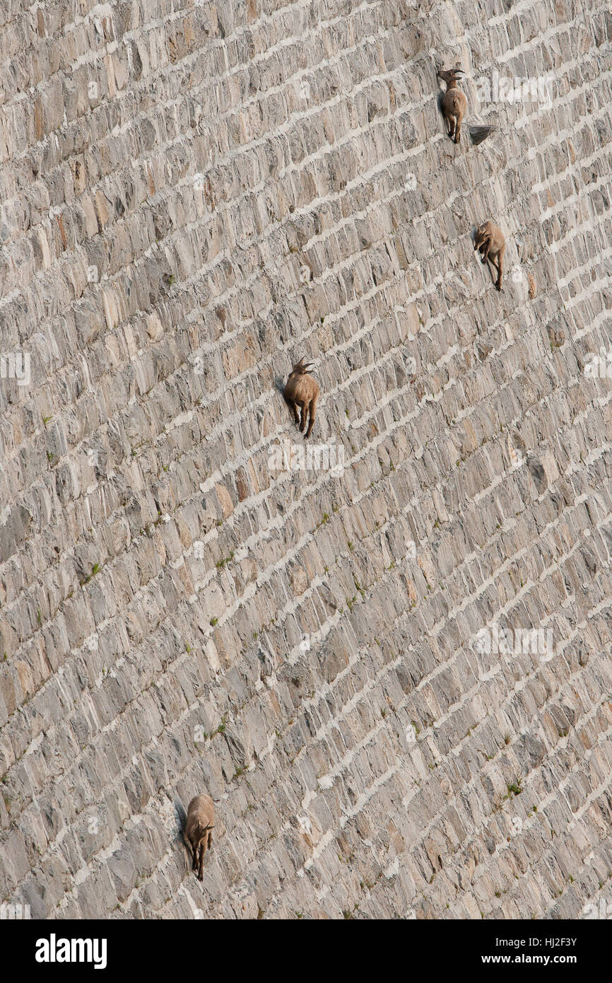 Alpine ibex on dam (Capra ibex), walking and lick salt Stock Photo