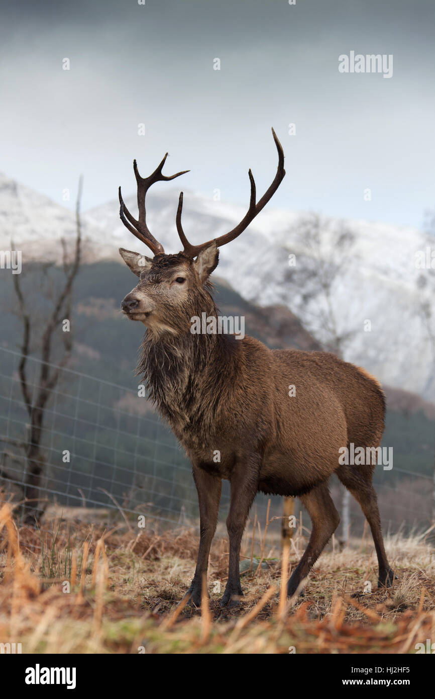 Glen Etive, Scotland. Picturesque view of a wild stag in Glen Etive. Stock Photo