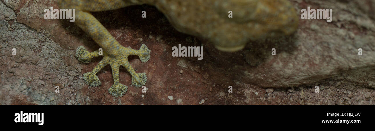 foot of a fan fingered gecko hanging on wall (ptyodactylus hasselquistii) Stock Photo
