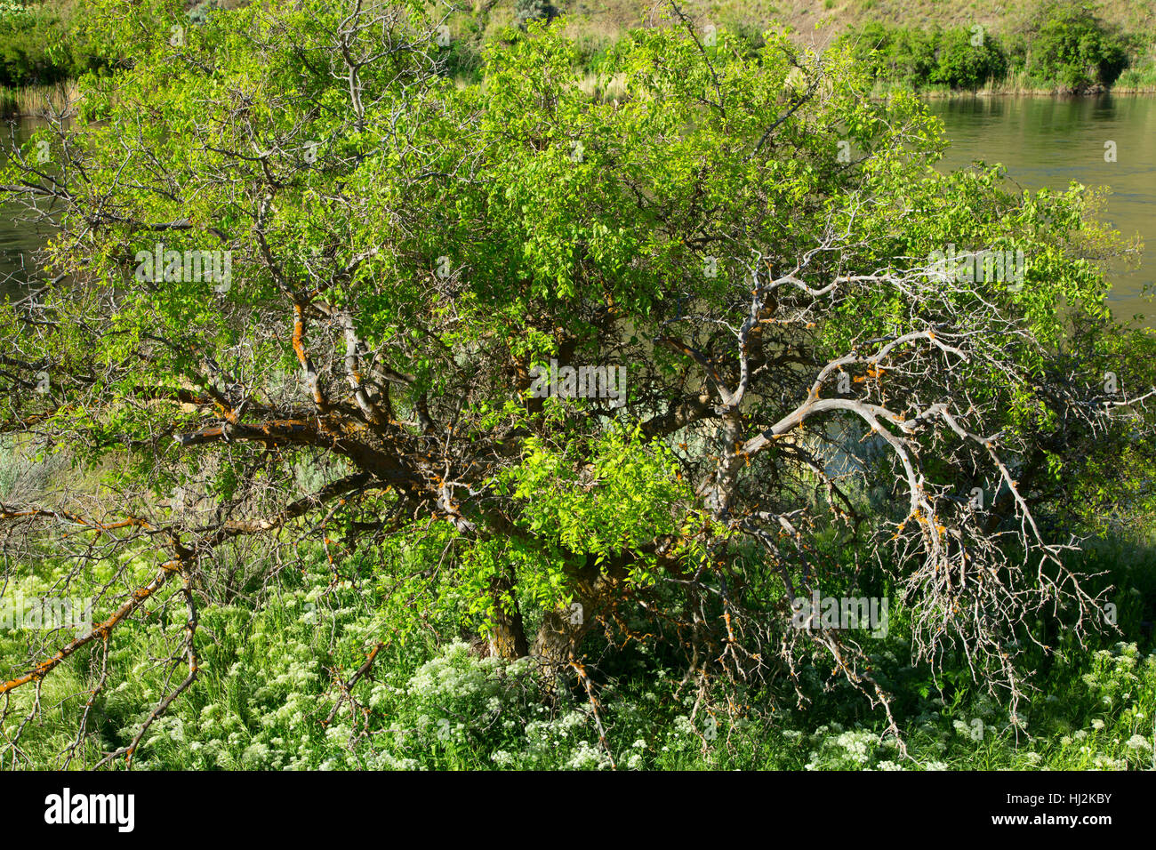 Lower deschutes river national back country byway hi-res stock ...