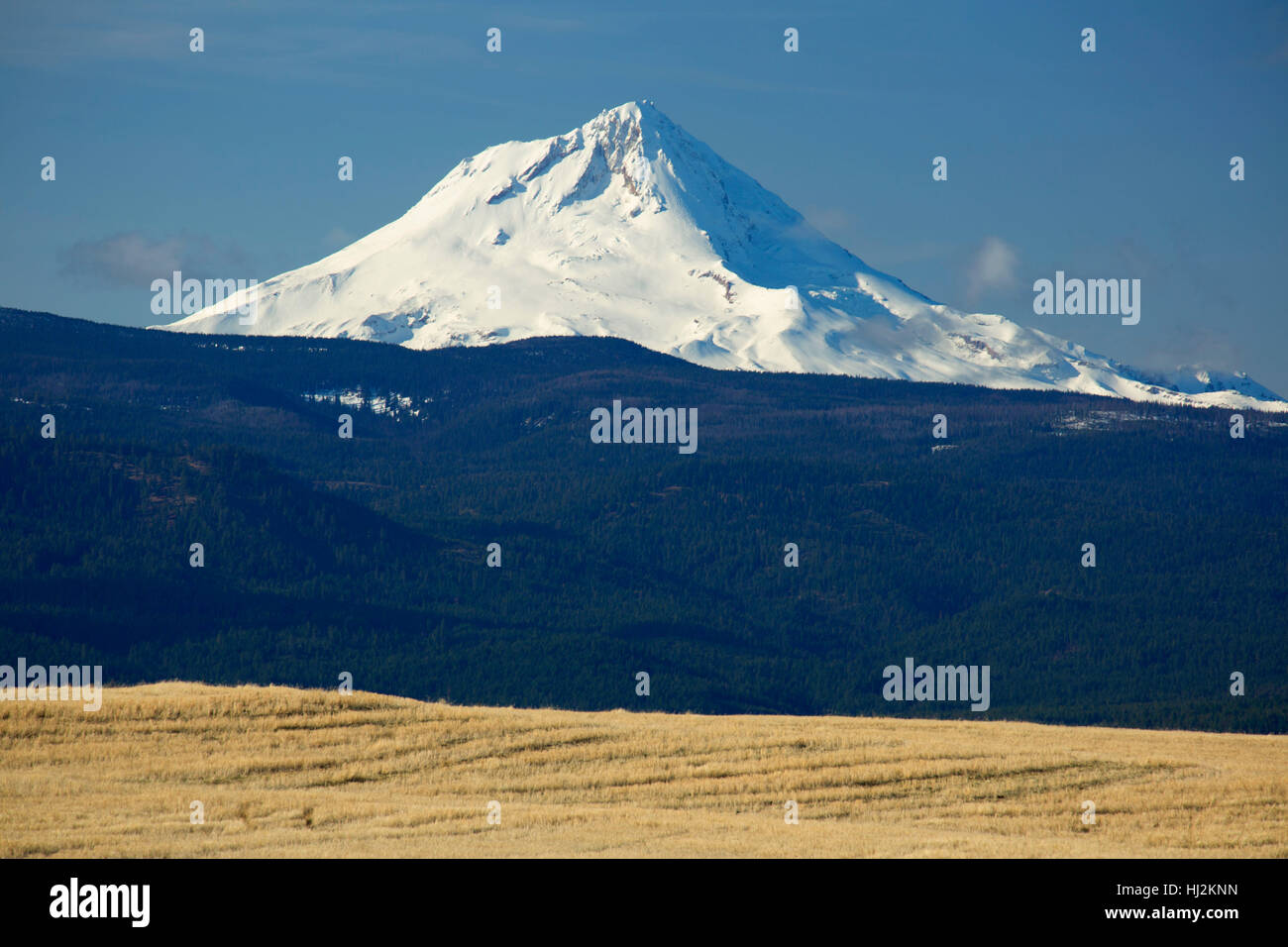 Mt Hood from wheatfield on Tygh Ridge, Wasco County, Oregon Stock Photo