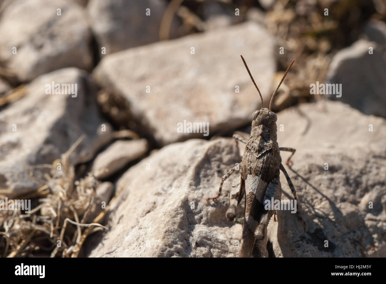 detail, closeup, fauna, antenna, nobody, close, macro