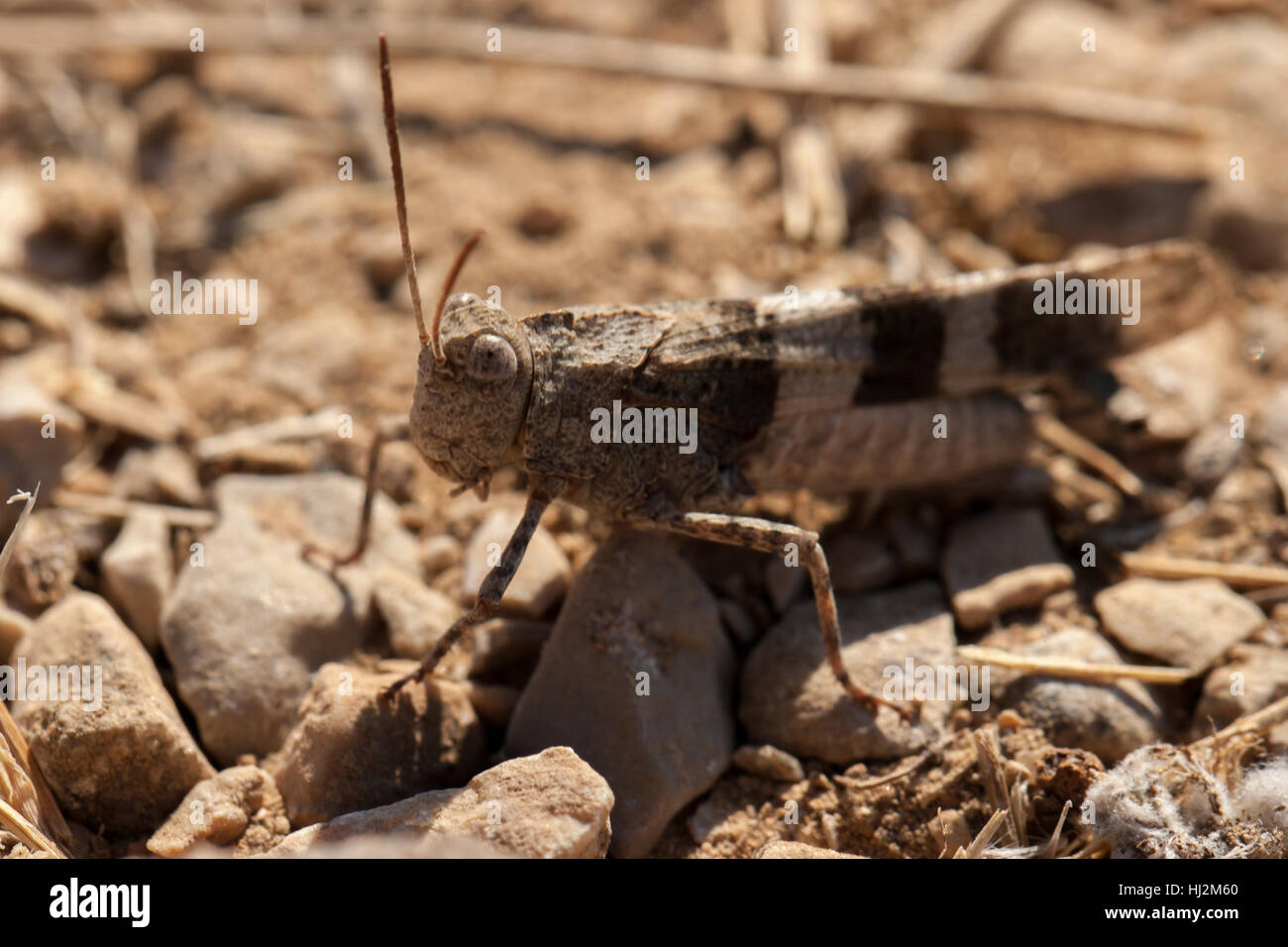 detail, closeup, fauna, antenna, nobody, close, macro