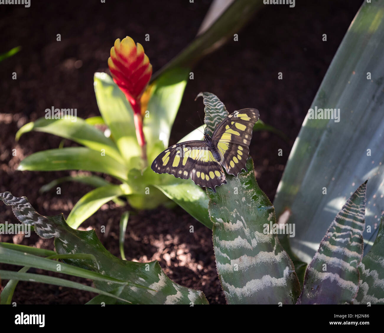 Malachite butterfly (Siproeta stelenes) resting on a leaf Stock Photo