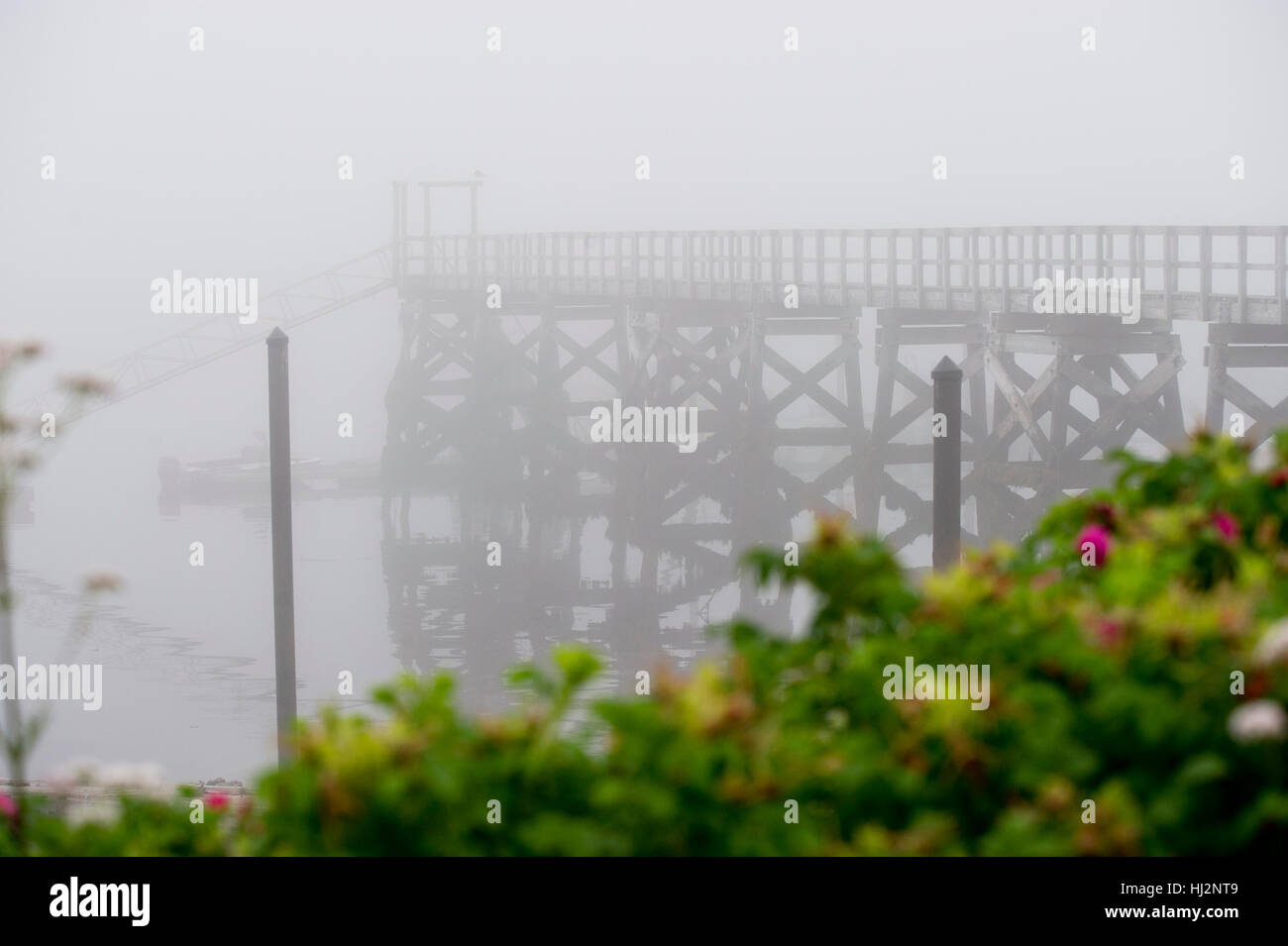 A pier fades away into a very foggy day with bright green bushes in the foreground. Stock Photo