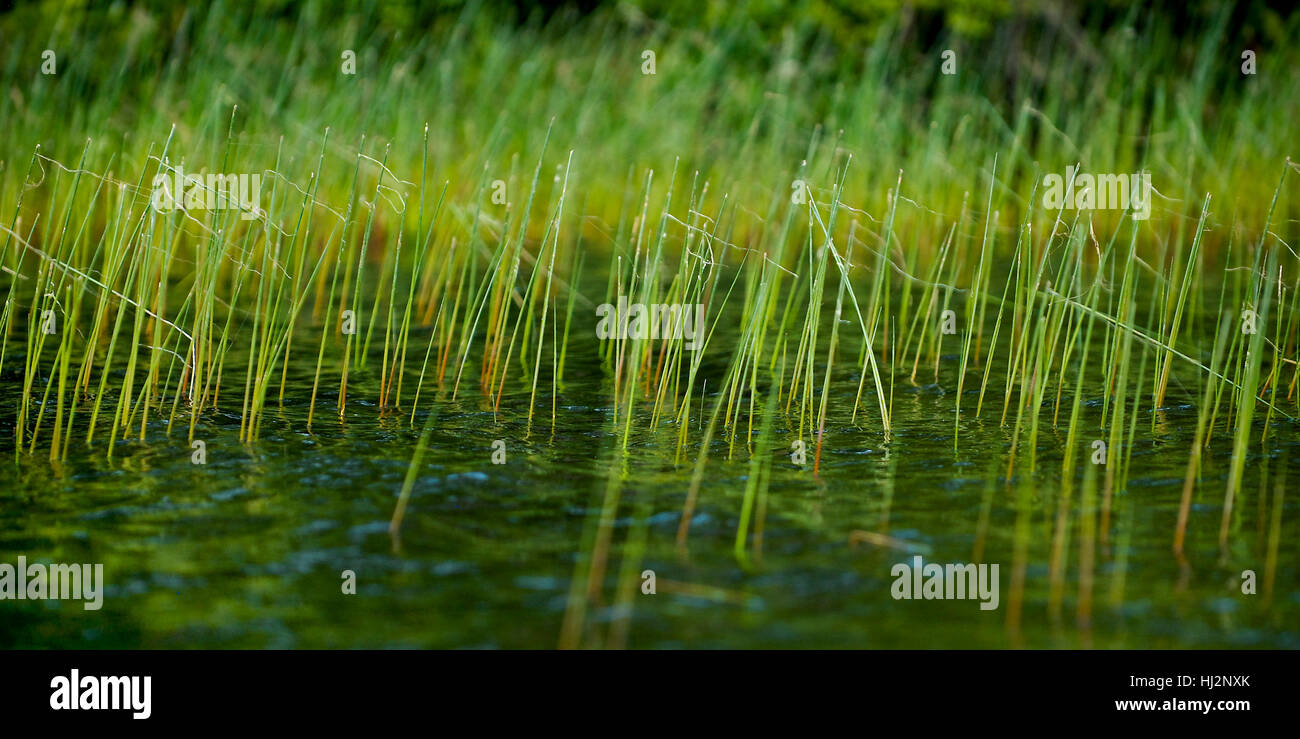 Bright green grass grows out of the water in a lake Stock Photo Alamy