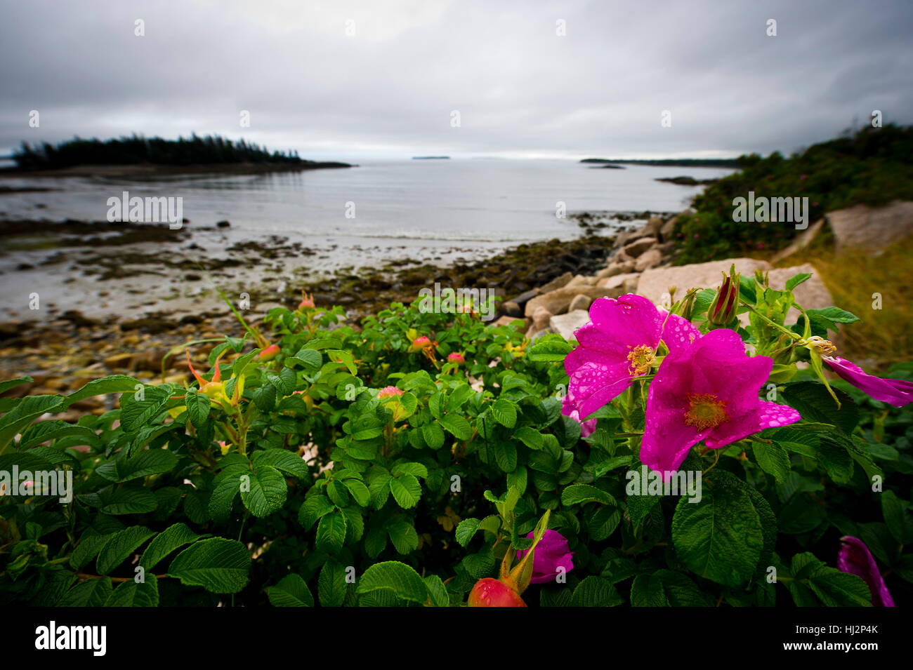 Bright Pink Flowers grow along a rocky rugged coastline. Stock Photo