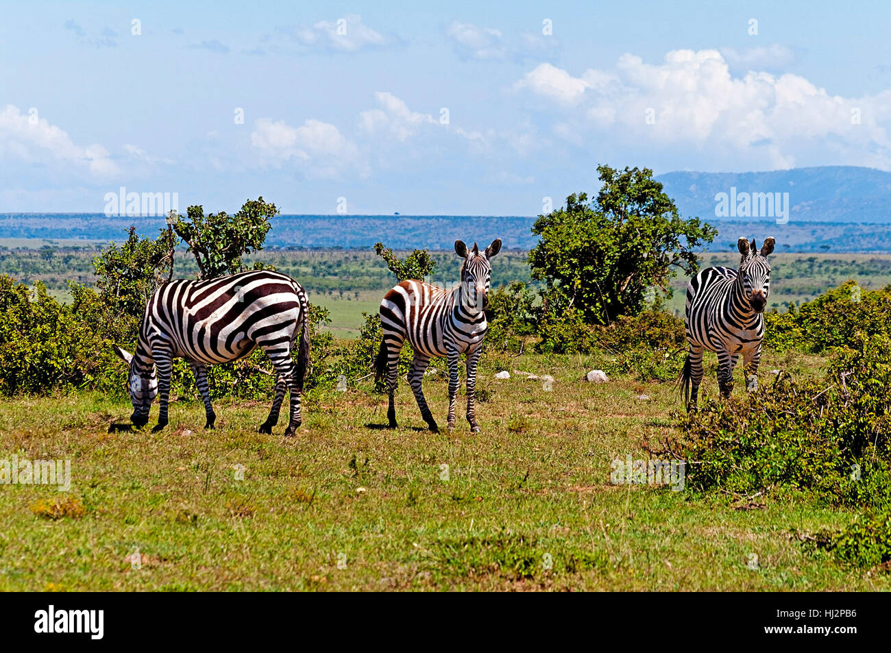 zebras in the masai mara,kenya africa Stock Photo - Alamy