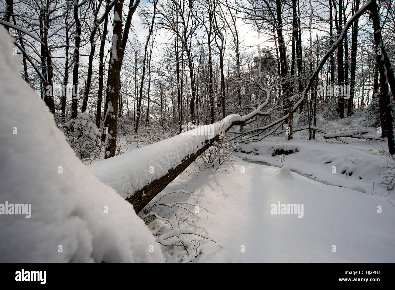 A fresh snow blankets a forest and a large fallen tree. Stock Photo