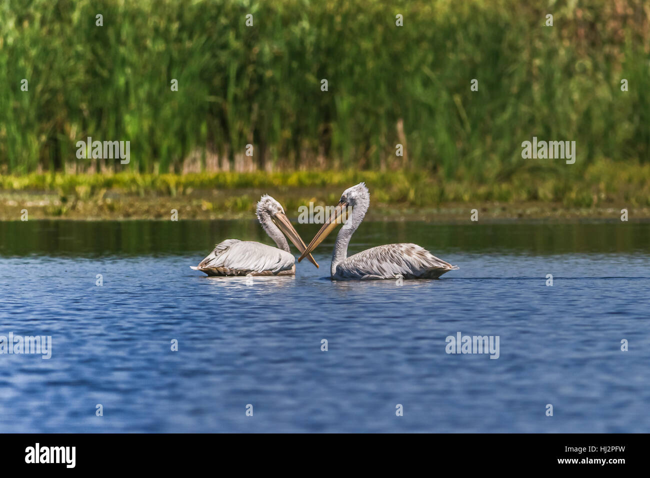 animal, bird, wildlife, pelican, dalmatian, danube delta, nature, single, Stock Photo