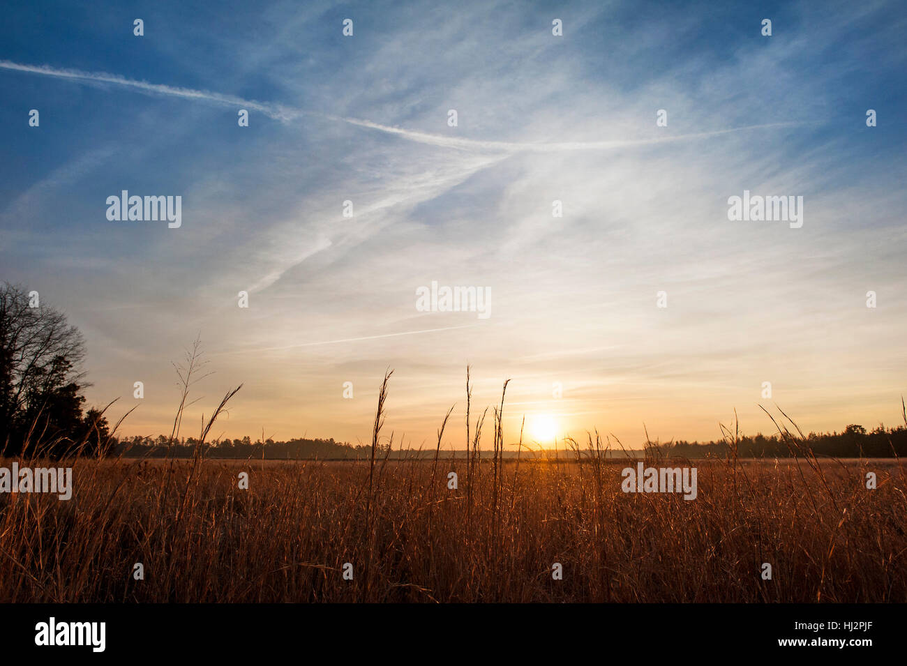 A somewhat cloudy sunrise in a field of tall grasses. Stock Photo